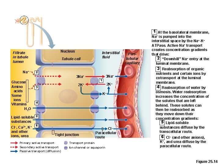 1 At the basolateral membrane, Nucleus Filtrate in tubule lumen Na+ Tubule cell 3 1 At the basolateral membrane, Nucleus Filtrate in tubule lumen Na+ Tubule cell 3