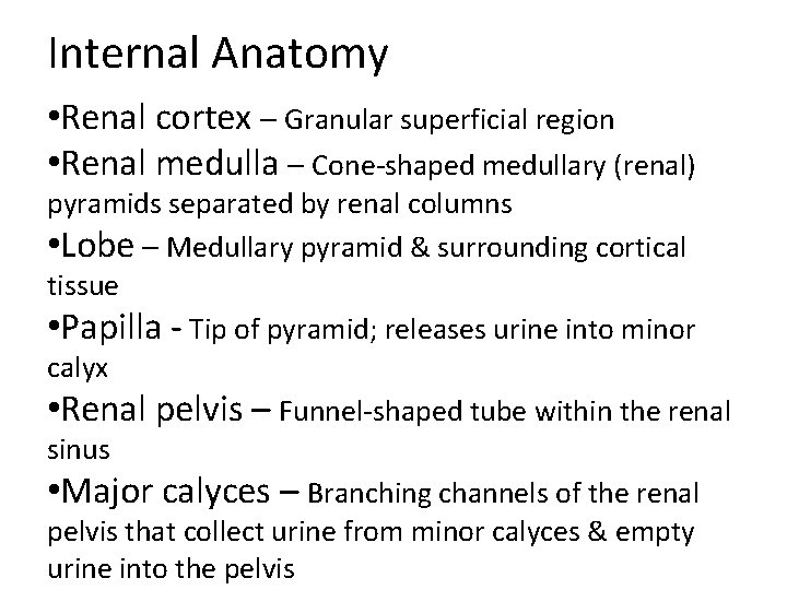 Internal Anatomy • Renal cortex – Granular superficial region • Renal medulla – Cone-shaped Internal Anatomy • Renal cortex – Granular superficial region • Renal medulla – Cone-shaped