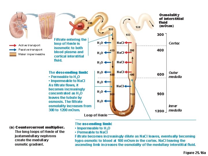 Osmolality of interstitial fluid (m. Osm) Active transport Passive transport Water impermeable Filtrate entering Osmolality of interstitial fluid (m. Osm) Active transport Passive transport Water impermeable Filtrate entering