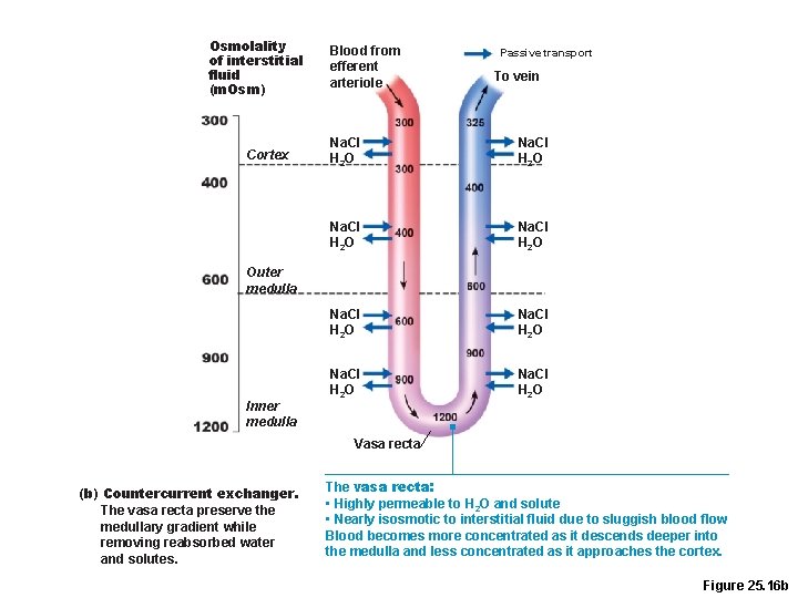 Osmolality of interstitial fluid (m. Osm) Cortex Blood from efferent arteriole Passive transport To Osmolality of interstitial fluid (m. Osm) Cortex Blood from efferent arteriole Passive transport To
