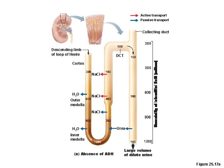 Active transport Passive transport Collecting duct Descending limb of loop of Henle DCT Cortex Active transport Passive transport Collecting duct Descending limb of loop of Henle DCT Cortex