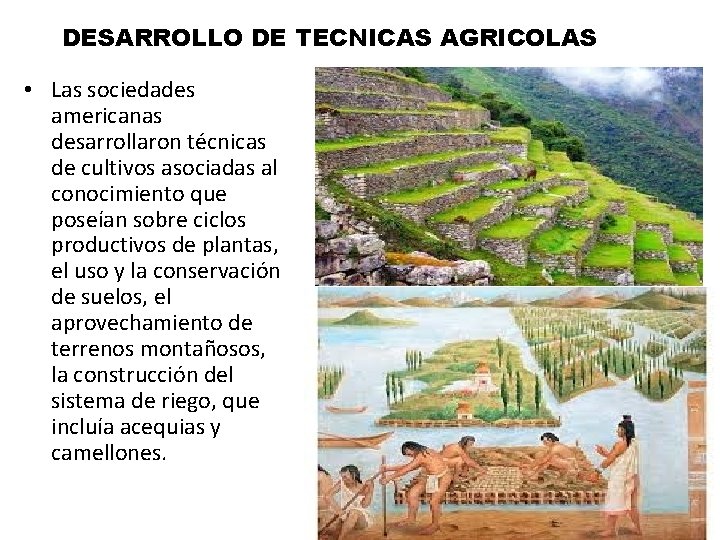 DESARROLLO DE TECNICAS AGRICOLAS • Las sociedades americanas desarrollaron técnicas de cultivos asociadas al
