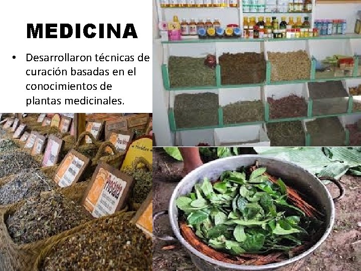 MEDICINA • Desarrollaron técnicas de curación basadas en el conocimientos de plantas medicinales. 