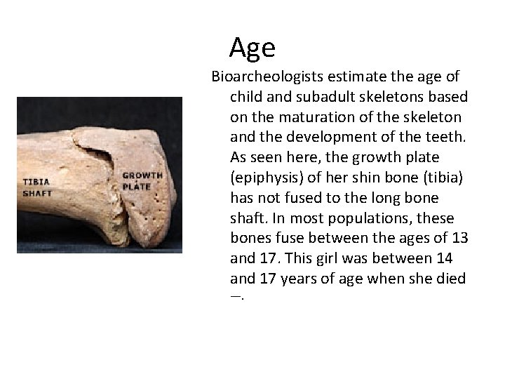 Age Bioarcheologists estimate the age of child and subadult skeletons based on the maturation