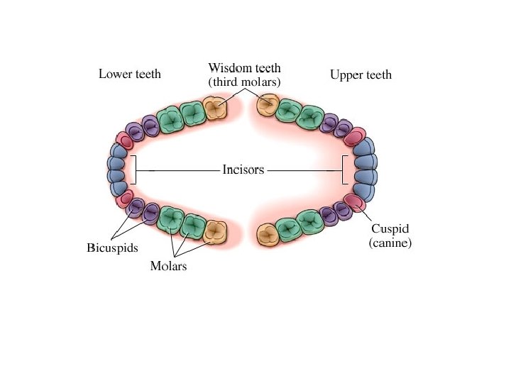 Normal Adult Human Teeth 