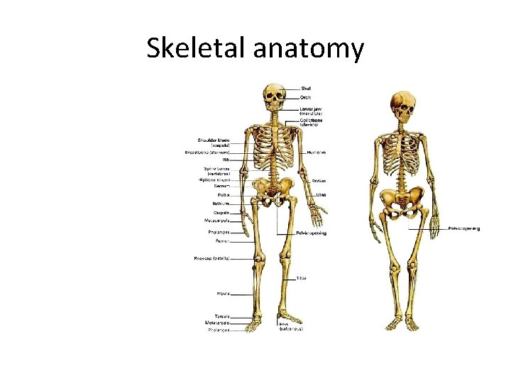 Skeletal anatomy 206 bones Man = 12 lbs woman = 10 lbs 