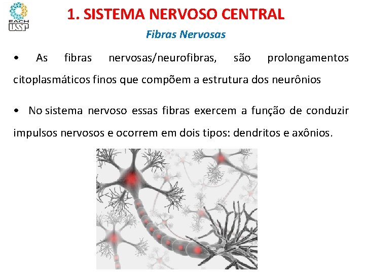 Ciências, 8º ano Sistema nervoso e as principais doenças 1. SISTEMA NERVOSO CENTRAL Fibras