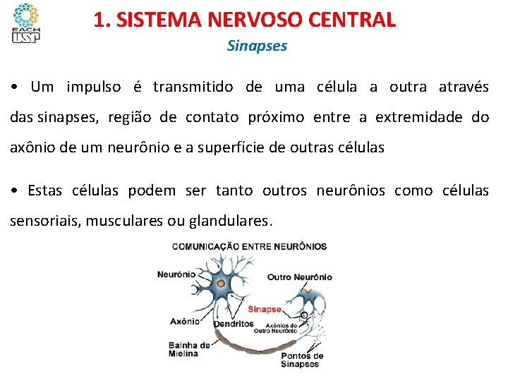 Ciências, 8º ano Sistema nervoso e as principais doenças 1. SISTEMA NERVOSO CENTRAL Sinapses