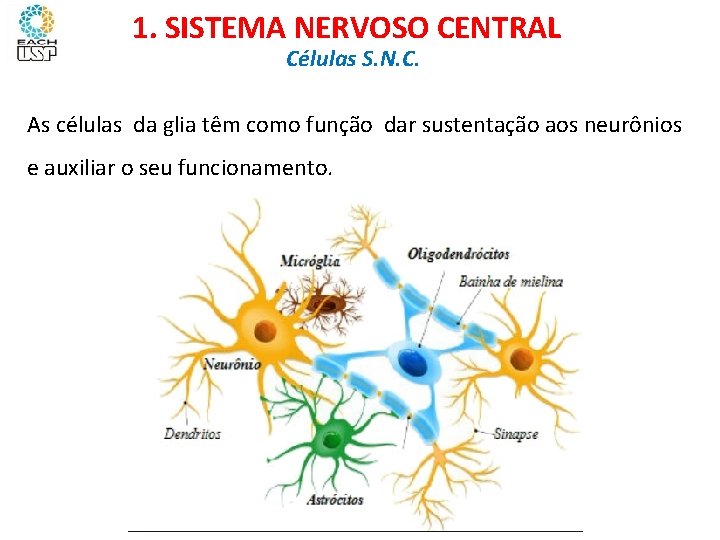 Ciências, 8º ano Sistema nervoso e as principais doenças 1. SISTEMA NERVOSO CENTRAL Células