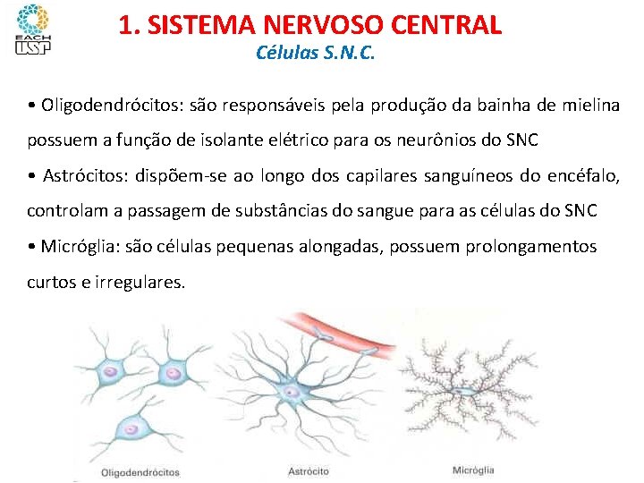 Ciências, 8º ano Sistema nervoso e as principais doenças 1. SISTEMA NERVOSO CENTRAL Células