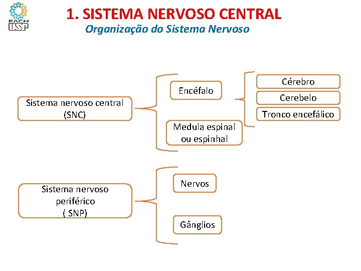 Ciências, 8º ano Sistema nervoso e as principais doenças 1. SISTEMA NERVOSO CENTRAL Organização