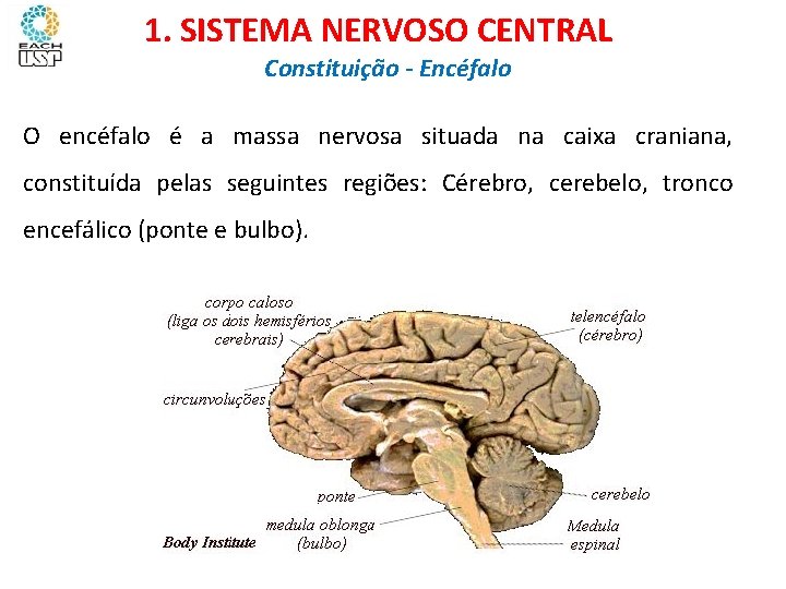 Ciências, 8º ano Sistema nervoso e as principais doenças 1. SISTEMA NERVOSO CENTRAL Constituição