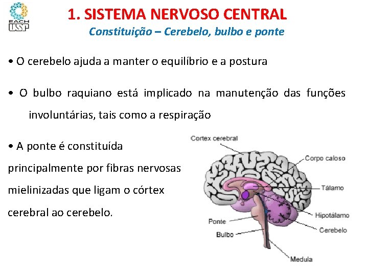 Ciências, 8º ano Sistema nervoso e as principais doenças 1. SISTEMA NERVOSO CENTRAL Constituição