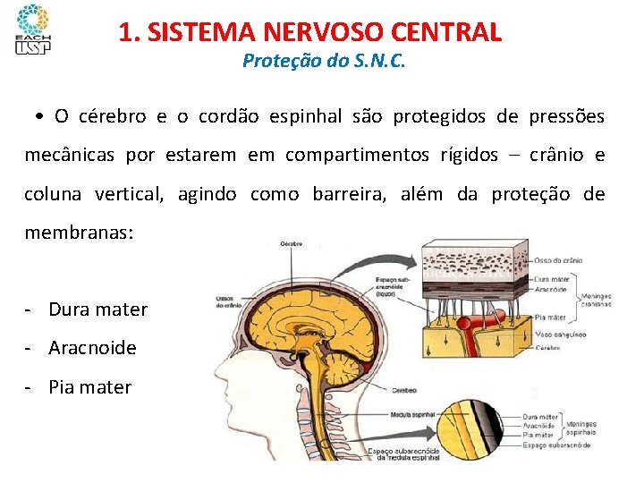 1. SISTEMA NERVOSO CENTRAL Proteção do S. N. C. • O cérebro e o