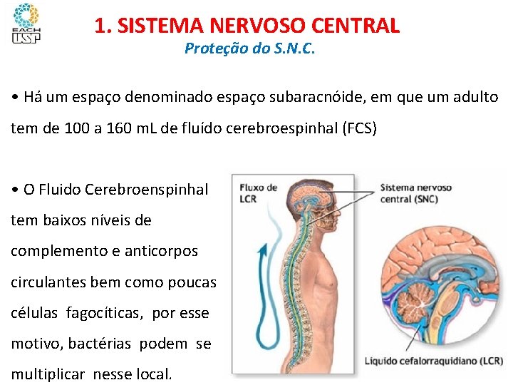 1. SISTEMA NERVOSO CENTRAL Proteção do S. N. C. • Há um espaço denominado