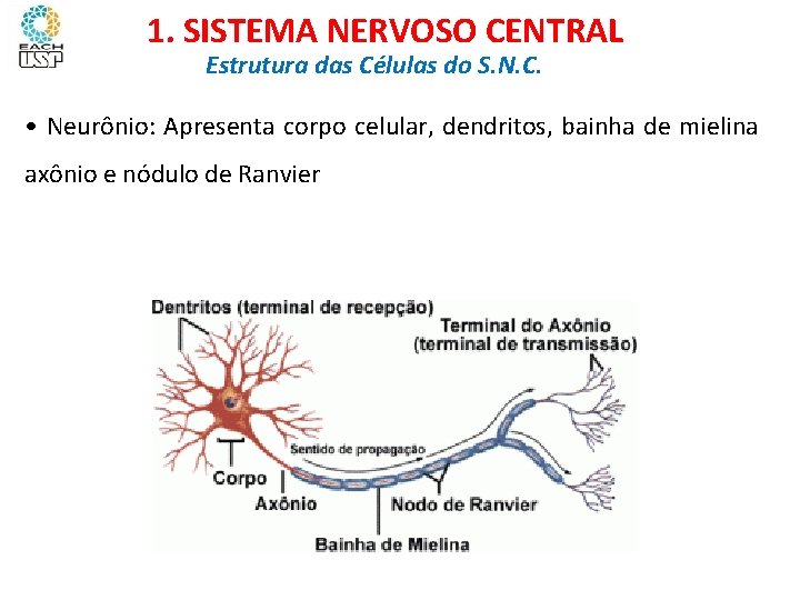Ciências, 8º ano Sistema nervoso e as principais doenças 1. SISTEMA NERVOSO CENTRAL Estrutura