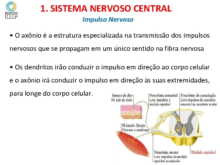 Ciências, 8º ano Sistema nervoso e as principais doenças 1. SISTEMA NERVOSO CENTRAL Impulso