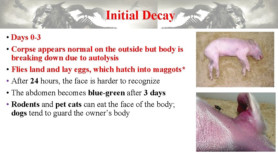 Initial Decay • Days 0 -3 • Corpse appears normal on the outside but Initial Decay • Days 0 -3 • Corpse appears normal on the outside but