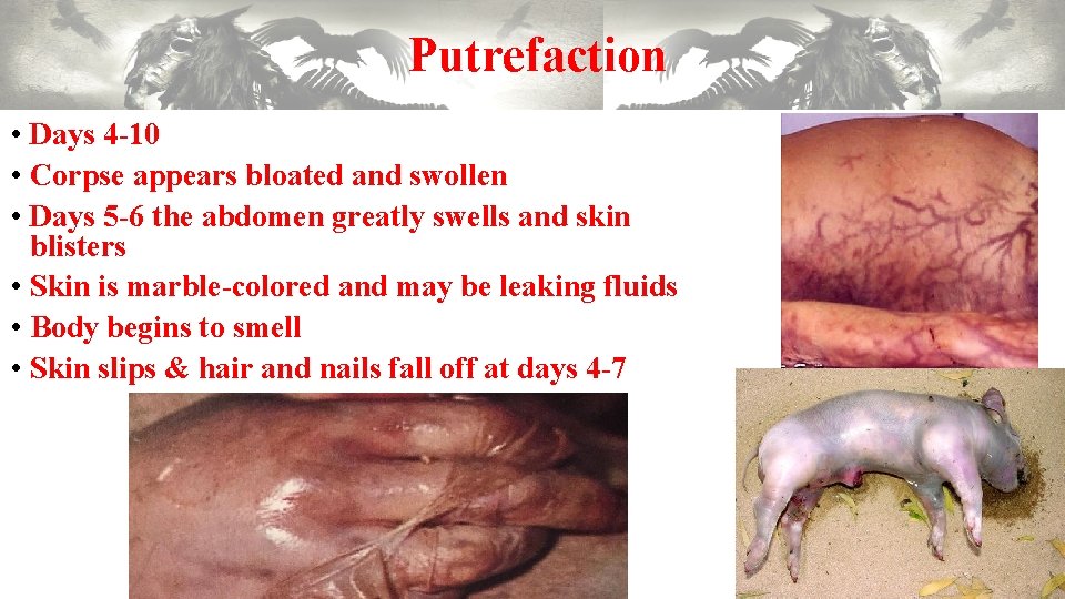 Putrefaction • Days 4 -10 • Corpse appears bloated and swollen • Days 5 Putrefaction • Days 4 -10 • Corpse appears bloated and swollen • Days 5
