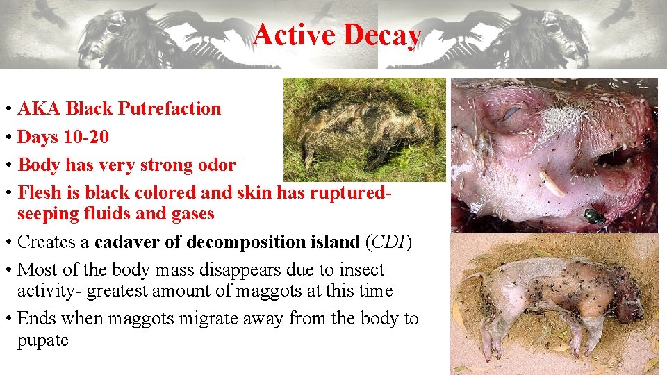 Active Decay • AKA Black Putrefaction • Days 10 -20 • Body has very Active Decay • AKA Black Putrefaction • Days 10 -20 • Body has very