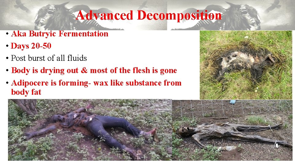 Advanced Decomposition • Aka Butryic Fermentation • Days 20 -50 • Post burst of Advanced Decomposition • Aka Butryic Fermentation • Days 20 -50 • Post burst of