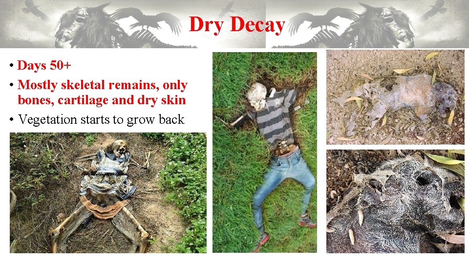 Dry Decay • Days 50+ • Mostly skeletal remains, only bones, cartilage and dry Dry Decay • Days 50+ • Mostly skeletal remains, only bones, cartilage and dry