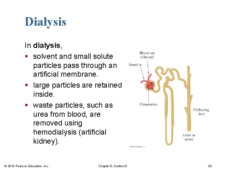Dialysis In dialysis, § solvent and small solute particles pass through an artificial membrane.