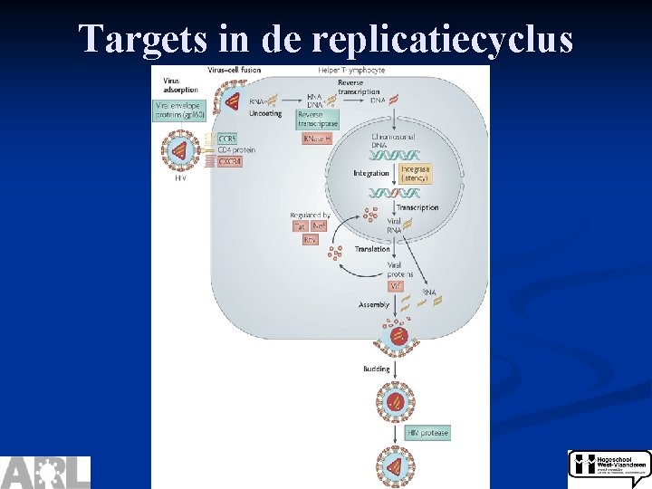 Targets in de replicatiecyclus 