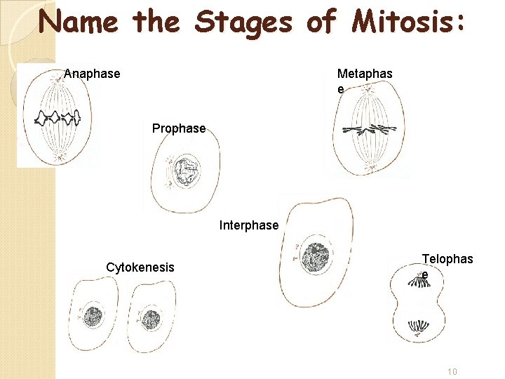 Name the Stages of Mitosis: Anaphase Metaphas e Prophase Interphase Cytokenesis Telophas e 10