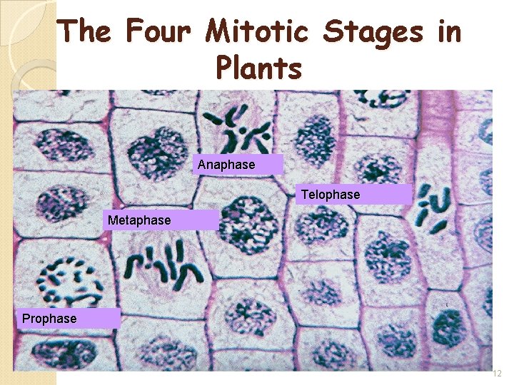 The Four Mitotic Stages in Plants Anaphase Telophase Metaphase Prophase 12 