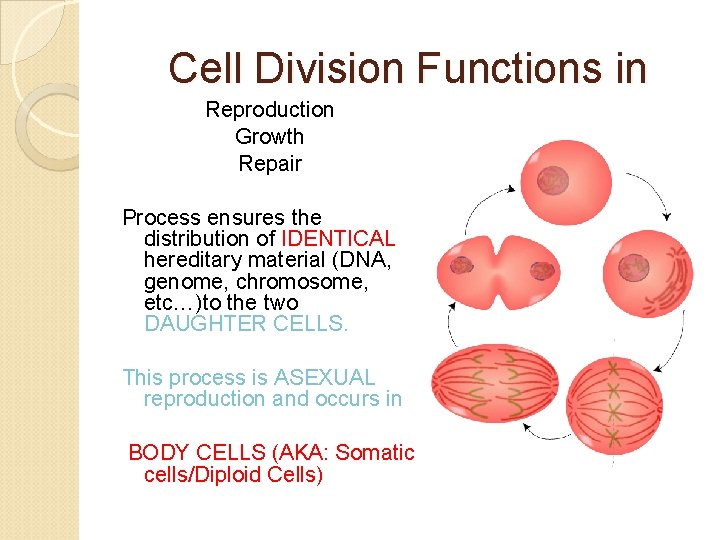 Cell Division Functions in Reproduction Growth Repair Process ensures the distribution of IDENTICAL hereditary