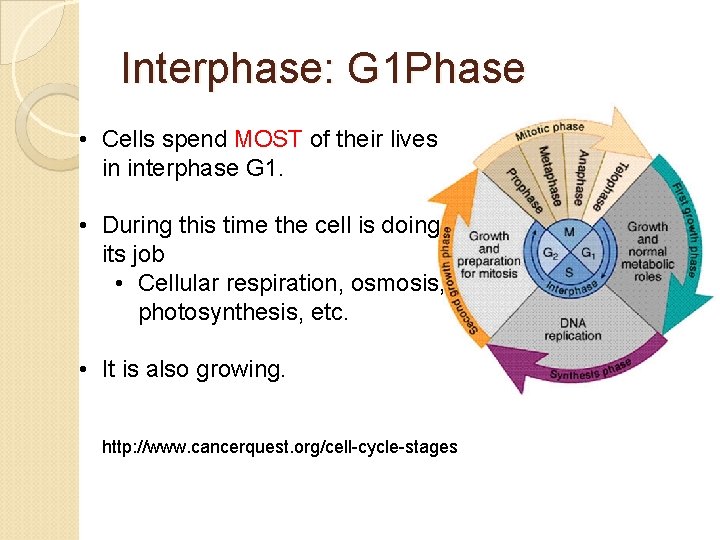 Interphase: G 1 Phase • Cells spend MOST of their lives in interphase G