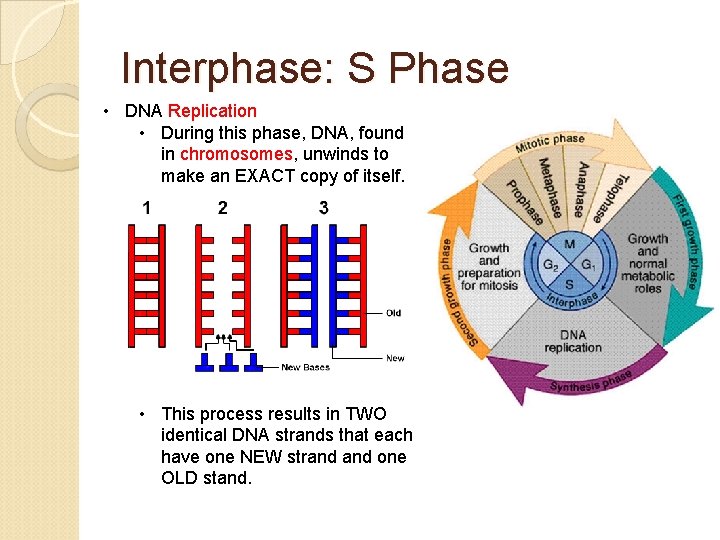 Interphase: S Phase • DNA Replication • During this phase, DNA, found in chromosomes,