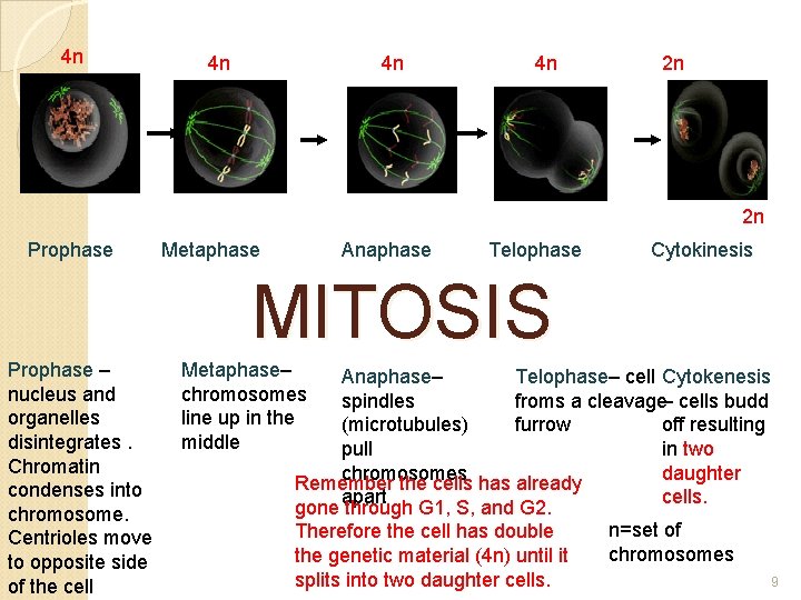 4 n 4 n 2 n 2 n Prophase Metaphase Anaphase Telophase Cytokinesis MITOSIS