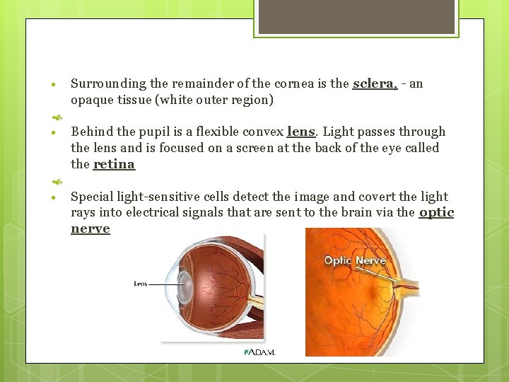  Surrounding the remainder of the cornea is the sclera, - an opaque tissue