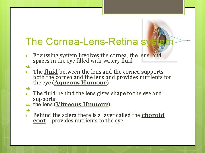 The Cornea-Lens-Retina system Focussing system involves the cornea, the lens, and spaces in the