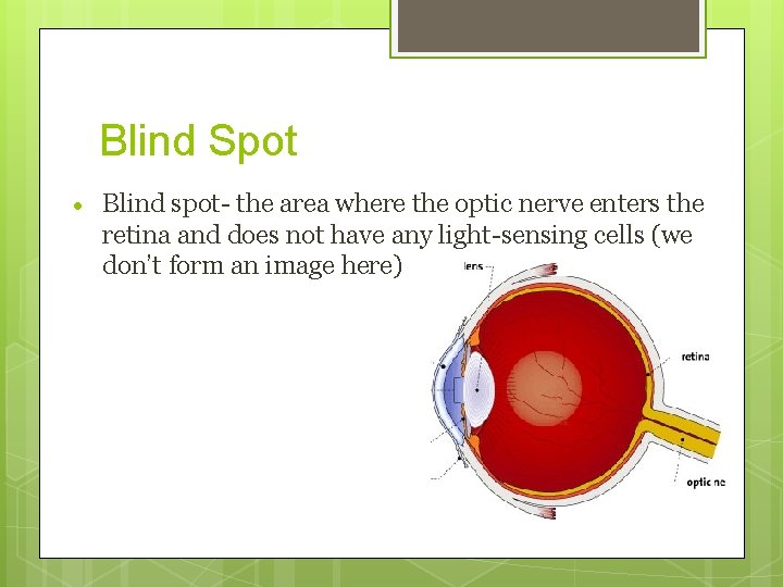 Blind Spot Blind spot- the area where the optic nerve enters the retina and