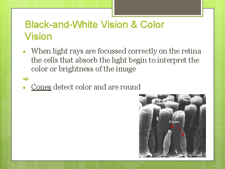 Black-and-White Vision & Color Vision When light rays are focussed correctly on the retina