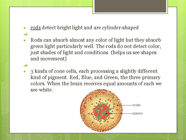  rods detect bright light and are cylinder-shaped Rods can absorb almost any color