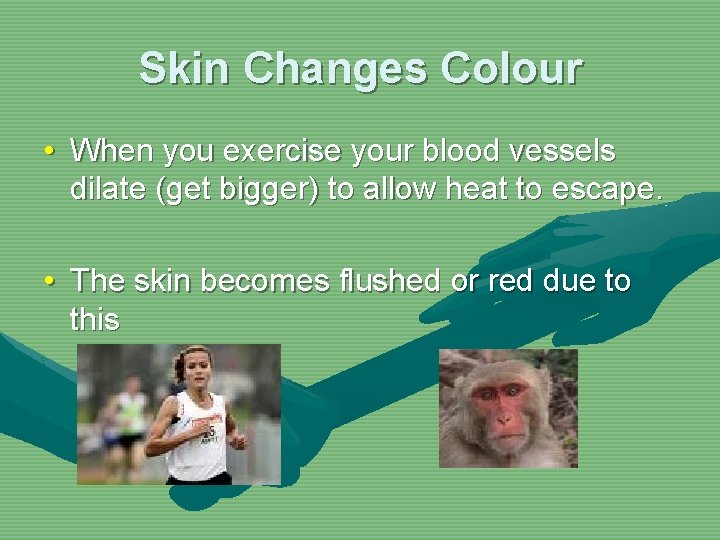 Skin Changes Colour • When you exercise your blood vessels dilate (get bigger) to