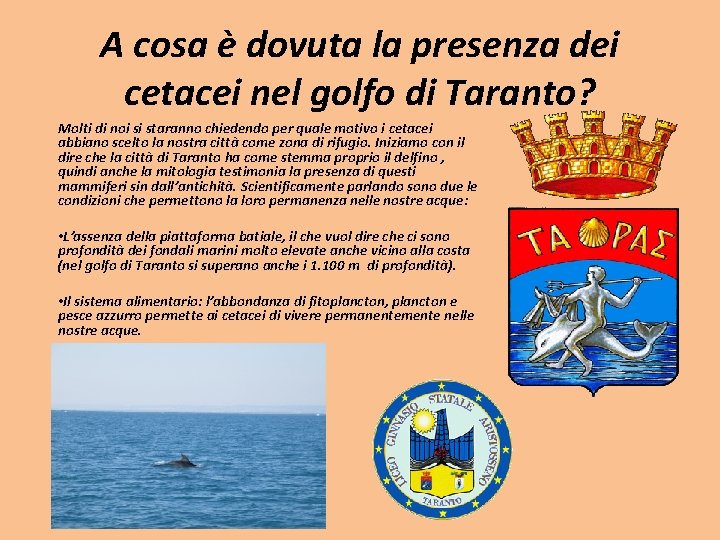 A cosa è dovuta la presenza dei cetacei nel golfo di Taranto? Molti di