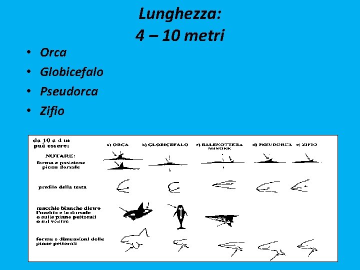  • • Orca Globicefalo Pseudorca Zifio Lunghezza: 4 – 10 metri 