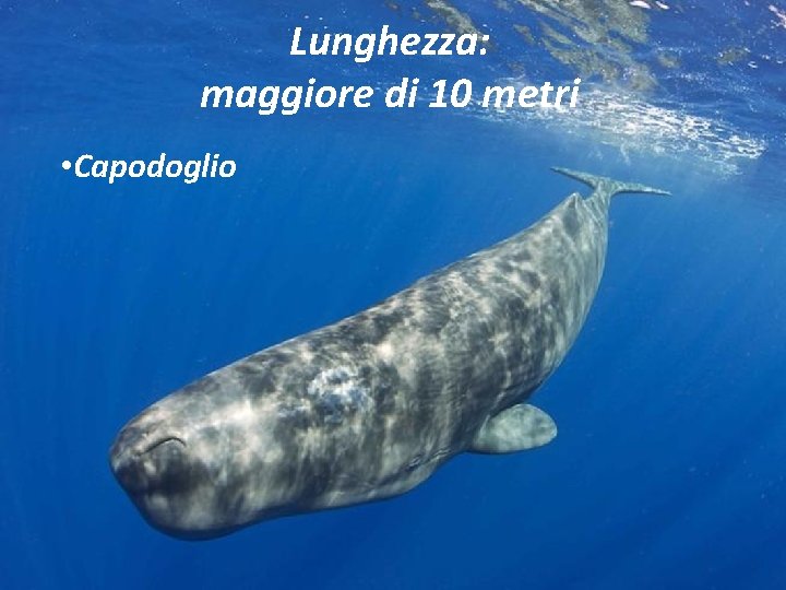 Lunghezza: maggiore di 10 metri • Capodoglio 