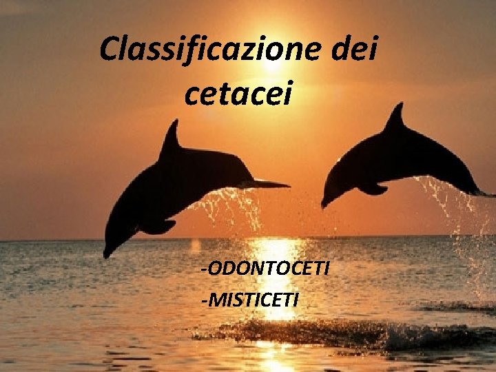 Classificazione dei cetacei -ODONTOCETI -MISTICETI 