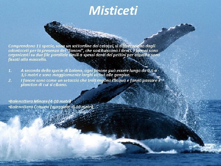 Misticeti Comprendono 11 specie, sono un sottordine dei cetacei, si differenziano dagli odontoceti per