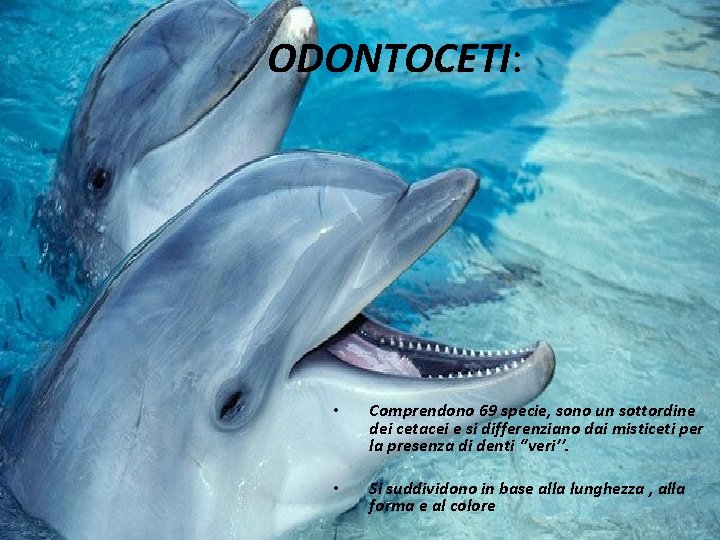 ODONTOCETI: • Comprendono 69 specie, sono un sottordine dei cetacei e si differenziano dai