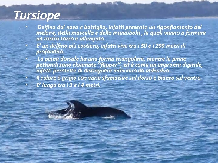 Tursiope • • • Delfino dal naso a bottiglia, infatti presenta un rigonfiamento del