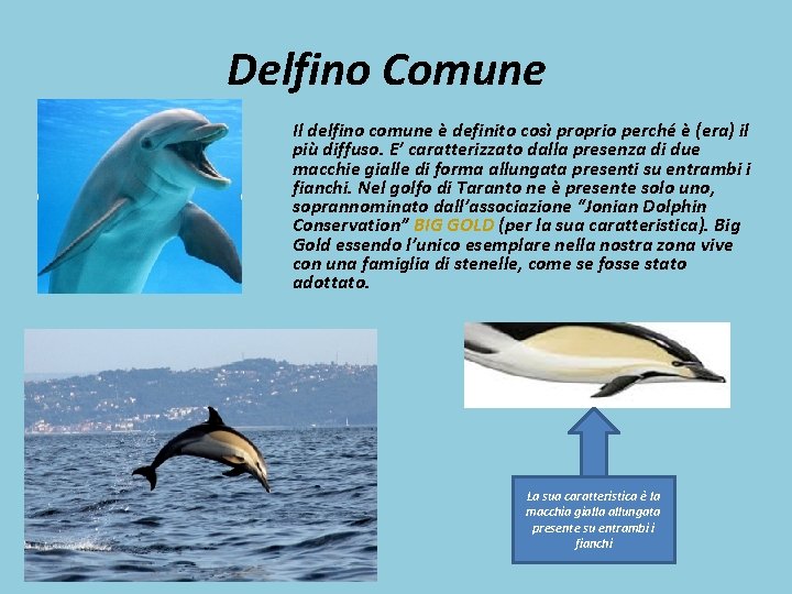 Delfino Comune Il delfino comune è definito così proprio perché è (era) il più