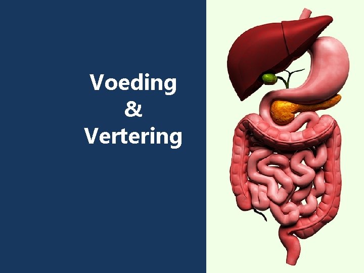 Voeding & Vertering 