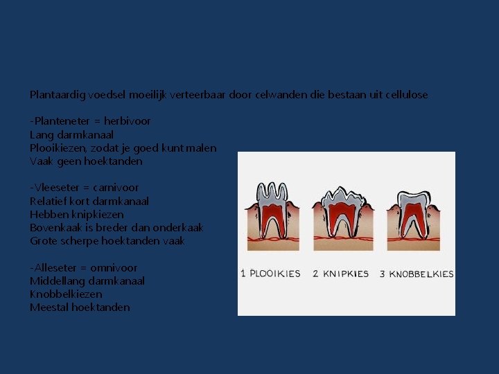 Plantaardig voedsel moeilijk verteerbaar door celwanden die bestaan uit cellulose -Planteneter = herbivoor Lang